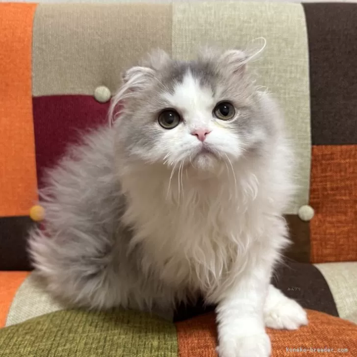 ID:2505-01987の子猫