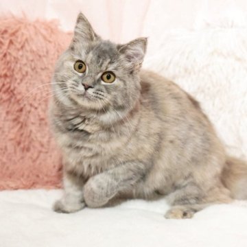 ミヌエット(長足)【埼玉県・女の子・2025年5月14日・ブルーパッチドタビー（セミロング）】の写真「❗️【避妊済み代金込】穏やかで可愛い子です♡」