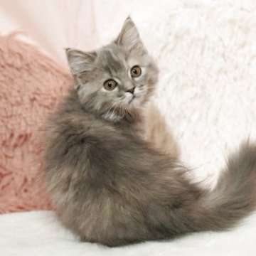 ミヌエット(長足)【埼玉県・女の子・2025年8月1日・ブルートーティ（セミロング）】の写真「元気で可愛い女の子🌟足長ちゃん」