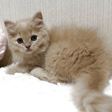 ミヌエット(長足)【埼玉県・男の子・2025年5月14日・クリーム（セミロング）】の写真「穏やかな男の子🌟足長くん」