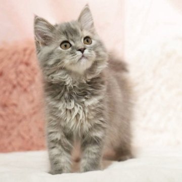 ミヌエット(長足)【埼玉県・女の子・2025年8月1日・ブルートーティ（セミロング）】の写真「可愛い女の子🌟足長ちゃん」