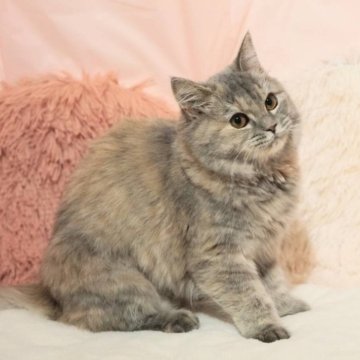 ミヌエット(長足)【埼玉県・女の子・2025年5月14日・ブルーパッチドタビー（セミロング）】の写真「⭕️【避妊済み代金込】甘えん坊さん🌟」