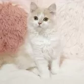 ミヌエット(長足)