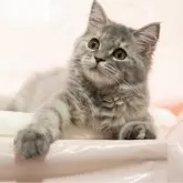 ミヌエット(長足)