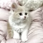 ミヌエット(長足)