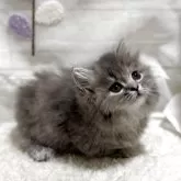 ミヌエット(短足)