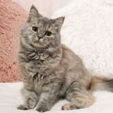 ミヌエット(長足)