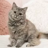 ミヌエット(長足)