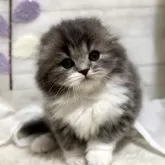 スコティッシュフォールド(折れ耳)【埼玉県・男の子・2025年1月24日・ブルー&ホワイト】の写真1