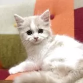 ミヌエット(長足)