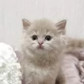 ミヌエット(長足)