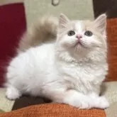 ミヌエット(長足)