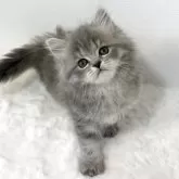 ミヌエット(長足)