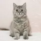 ミヌエット(長足)