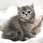 ミヌエット(長足)