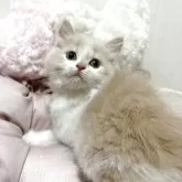 ミヌエット(長足)