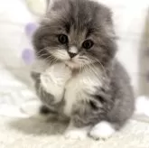 スコティッシュフォールド(折れ耳)【埼玉県・男の子・2025年1月24日・ブルー&ホワイト】の写真3