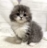 スコティッシュフォールド(折れ耳)【埼玉県・男の子・2025年1月24日・ブルー&ホワイト】の写真4