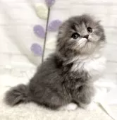 スコティッシュフォールド(折れ耳)【埼玉県・男の子・2025年1月24日・ブルー&ホワイト】の写真5