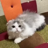 スコティッシュフォールド(折れ耳)【埼玉県・男の子・2024年12月24日・ブルータビー&ホワイト】の写真7