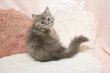 ミヌエット(長足)【埼玉県・女の子・2025年8月1日・ブルートーティ】の写真7