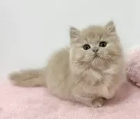 ミヌエット(短足)【埼玉県・男の子・2025年11月12日・クリームタビー】の写真9