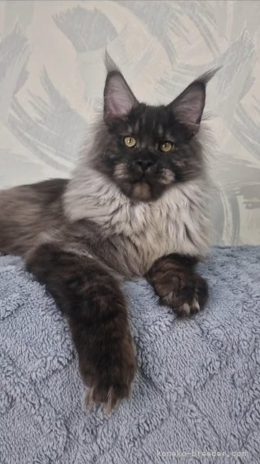 福澤彪雅ブリーダーのブログ：新しいお父さん猫のご紹介