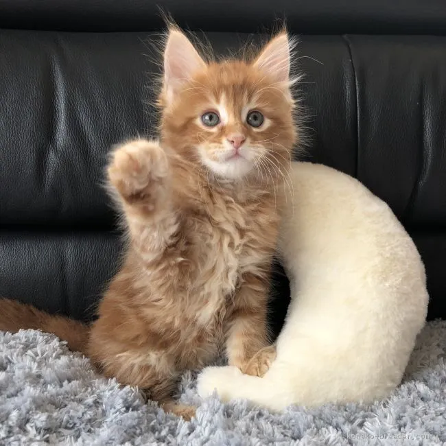 ID：2003-01155の子猫