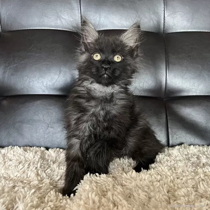 ID:2412-00498の子猫