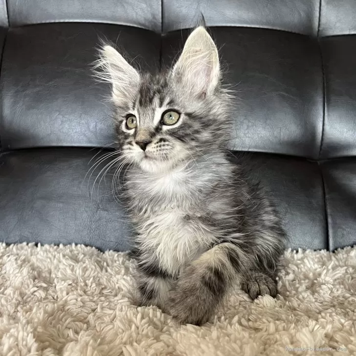ID:2412-00501の子猫
