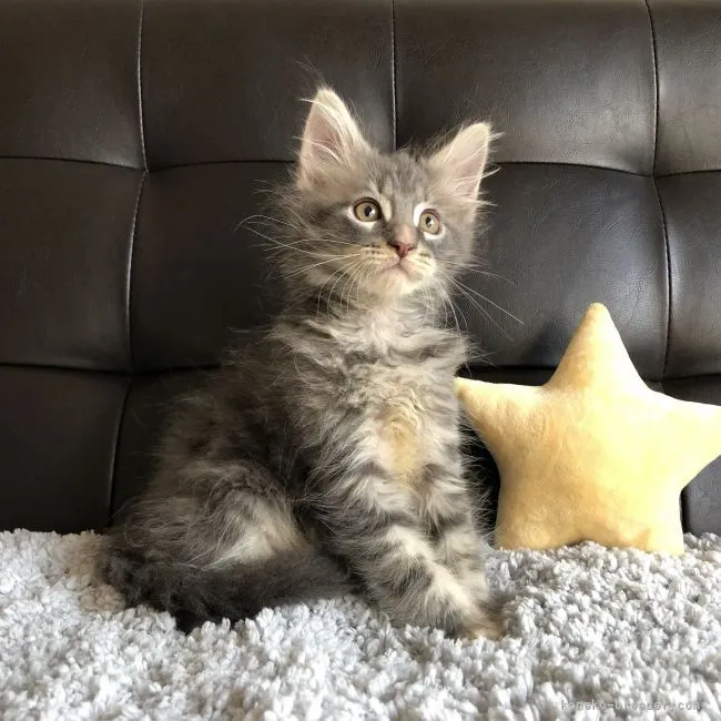 M.S 様のお迎えした子猫