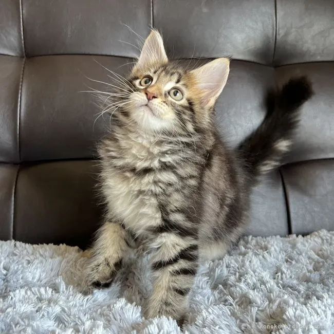 A.H 様のお迎えした子猫