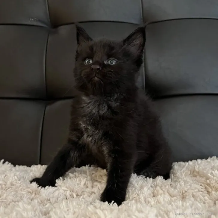 みーま 様のお迎えした子猫