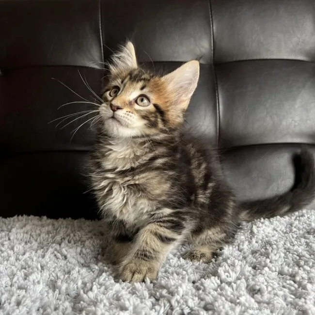 ねこぷに 様のお迎えした子猫