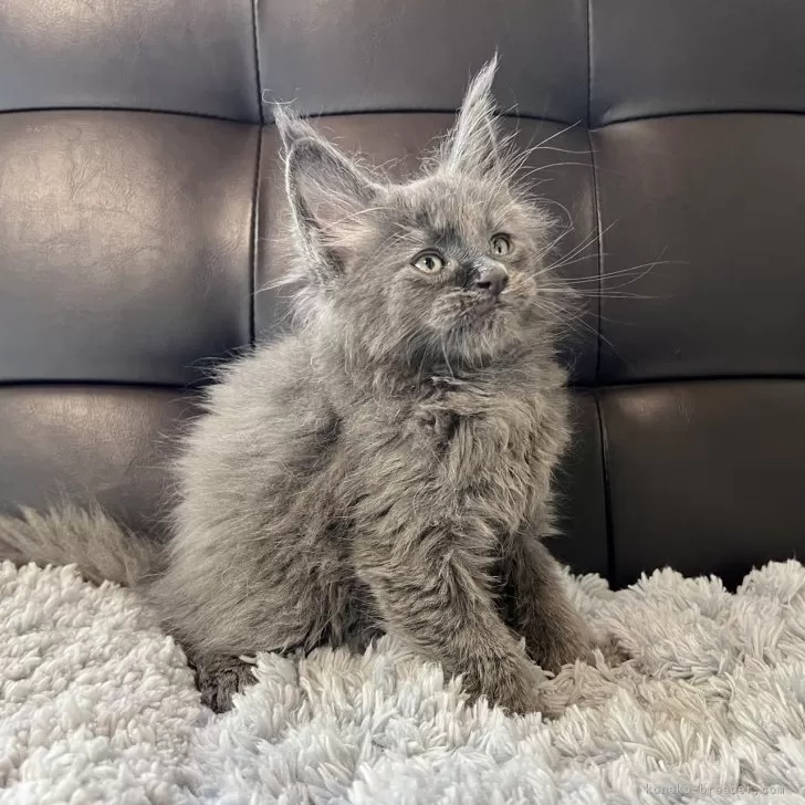 ID:2405-00878の子猫