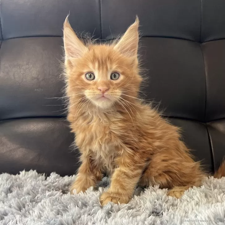 ID:2405-00880の子猫