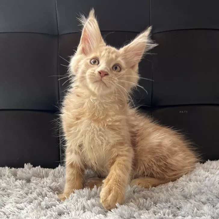 ID:2407-00262の子猫