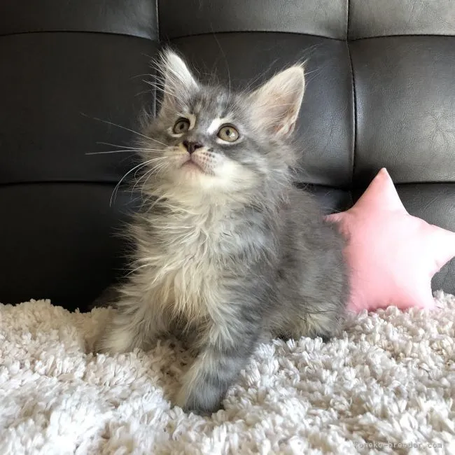 望愛　（ノア） 様のお迎えした子猫