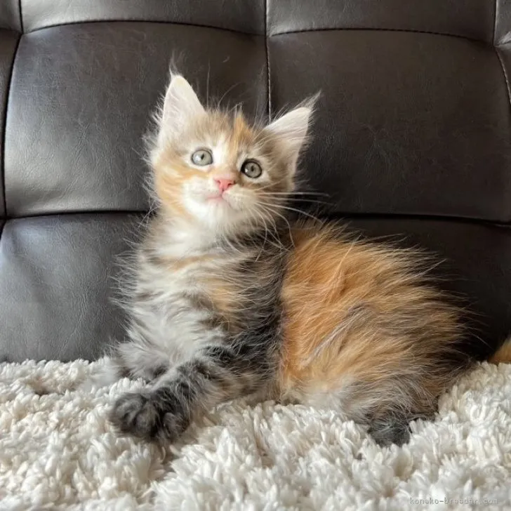 ID:2305-02091の子猫