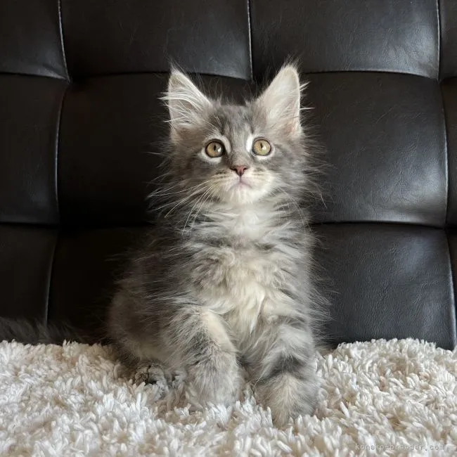 Yuu 様のお迎えした子猫