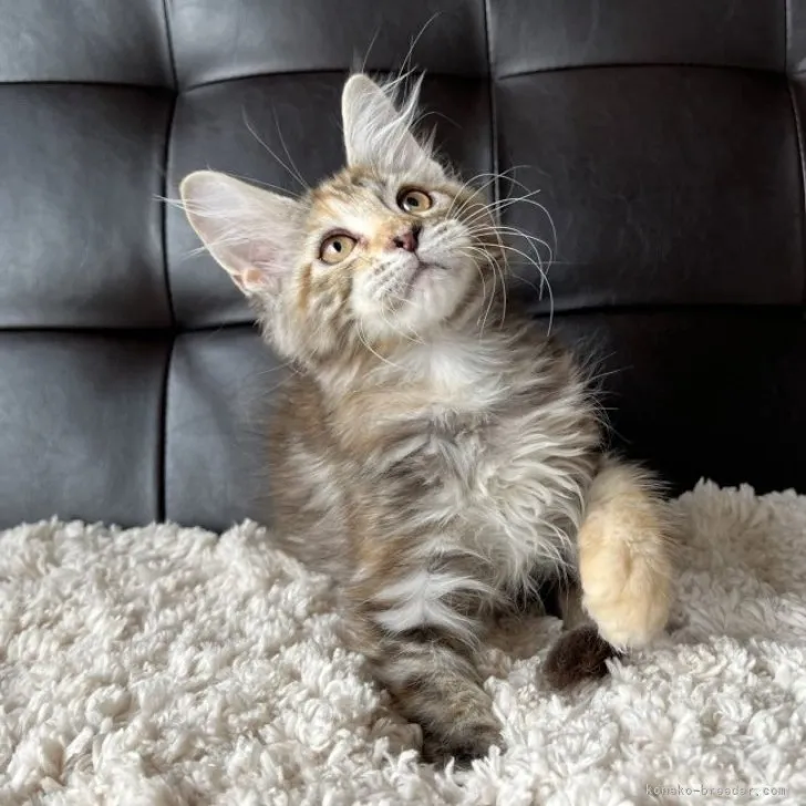 Y.M 様のお迎えした子猫