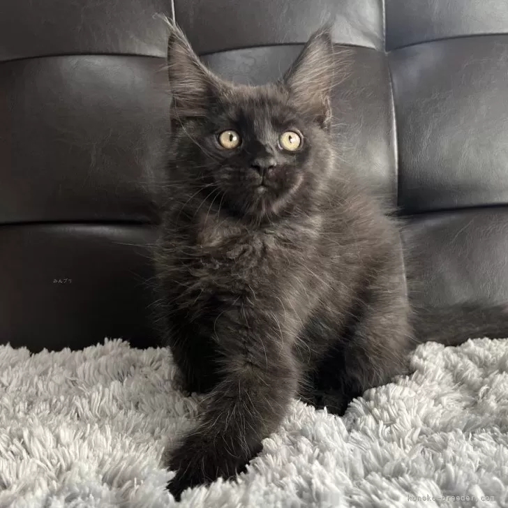 かわさき 様のお迎えした子猫