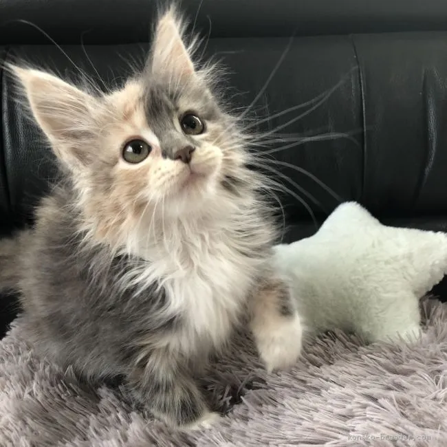 ID：1912-01329の子猫