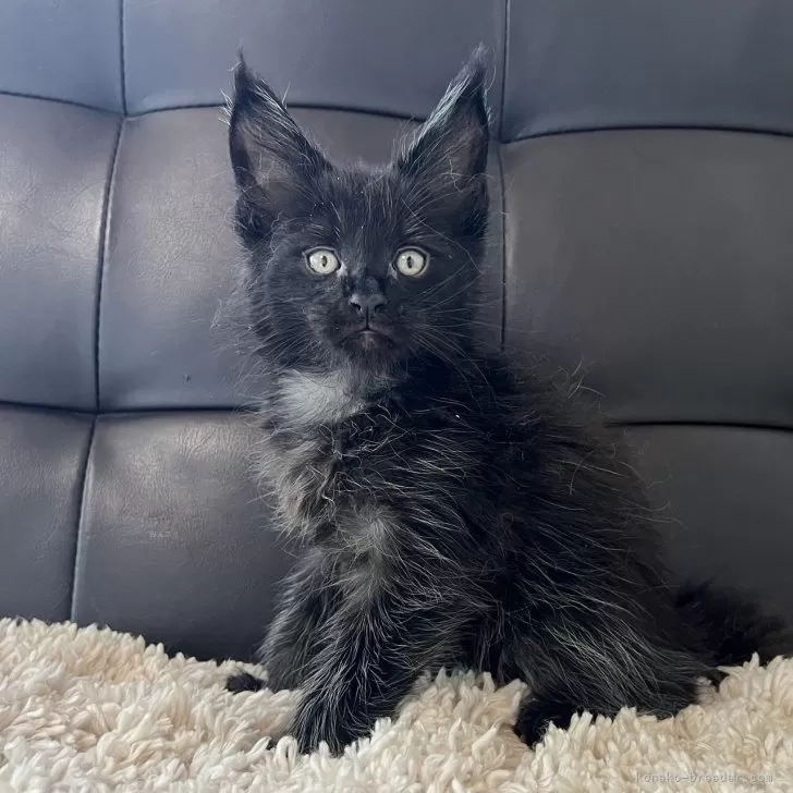 ID:2405-00884の子猫