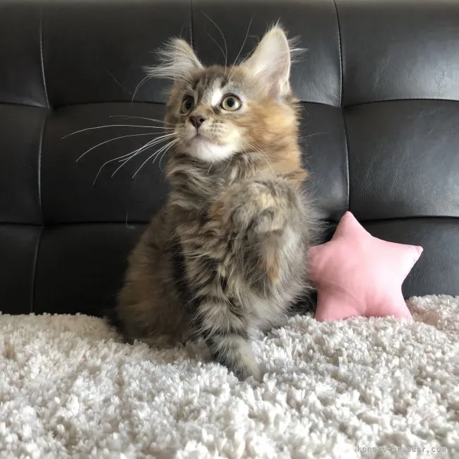 りっく 様のお迎えした子猫
