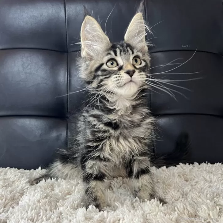 ID：2404-02860の子猫
