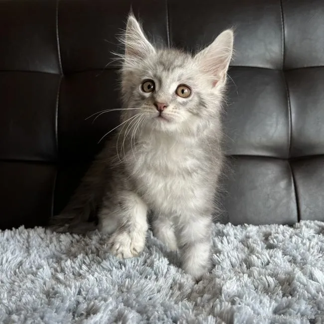 ID：2112-02308の子猫