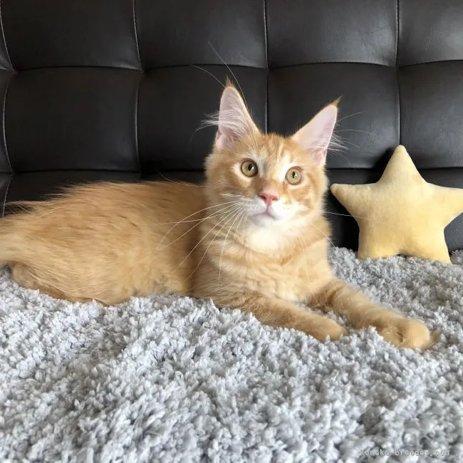 ID：2104-00774の子猫