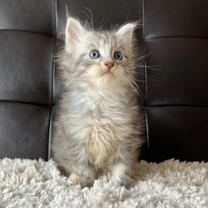 ID：2307-01127の子猫