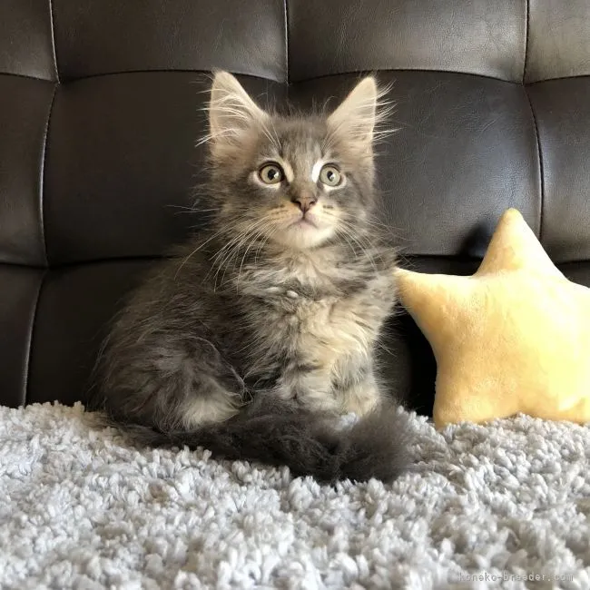 ちはる 様のお迎えした子猫